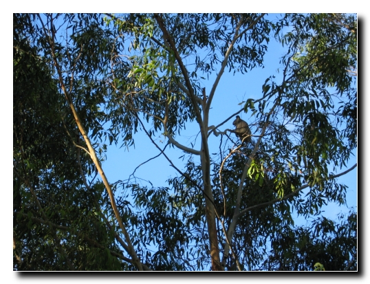 043 Koala